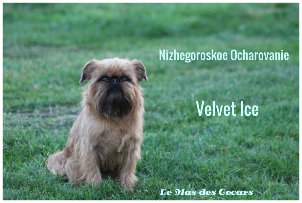 nizhegorodskoe ocharovanie Velvet ice