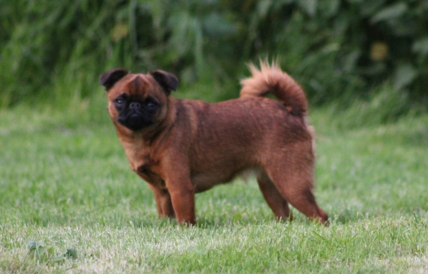 Toinette du crepuscule de l ange rouge